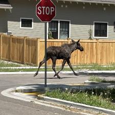 Moose on the Loose: A Maine Morning Radio Show