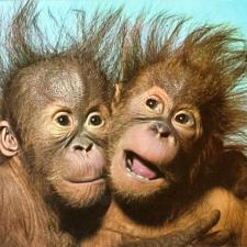 Contemplative Monkeys